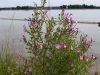 058_04_01ae_vrbovec_dlakavi_ae_Epilobium_hirsutum_IMG_1814a.jpg