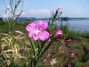 058_04_01af_vrbovec_dlakavi_af_Epilobium_hirsutum_DSCF2977a.jpg
