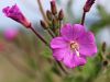 058_04_01ag_vrbovec_dlakavi_ag_Epilobium_hirsutum_IMG_1813.JPG