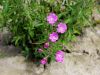 058_04_01ah_vrbovec_dlakavi_Epilobium_hirsutum_IMG_1812.JPG