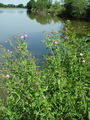 058_04_01ba_dlakavi_vrbovec_Epilobium_hirsutum_DSC00007.jpg