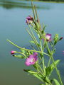 058_04_01bb_dlakavi_vrbovec_Epilobium_hirsutum_DSC00009.jpg