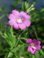 058_04_01bc_dlakavi_vrbovec_Epilobium_hirsutum_DSC00008.jpg