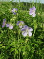 Filename=071_01_04bb_travniska_krvomocnica_Geranium_pratense.jpg
Filesize=246KB
Dimensions=675x900
Date added=Jan 10, 2009 071_01_04bb_travniska_krvomocnica_Geranium_pratense.jpg