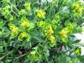 081_01_16cc_mlecek_bradavicasti_Euphorbia_verrucoca_2014_04120072.jpg