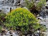 081_01_16cd_mlecek_bradavicasti_Euphorbia_verrucosa_IMG_0646aa.jpg