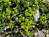 081_01_16ce_mlecek_bradavicasti_Euphorbia_verrucosa_IMG_0647aa.jpg