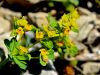 081_01_16cf_mlecek_bradavicasti_Euphorbia_verrucosa_IMG_0648aa.jpg