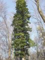 084_01_01ba_Brsljan_navadni_Hedera_helix_DSC03082.jpg