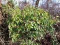 084_01_01bb_Brsljan_navadni_Hedera_helix_2012_12240030.jpg