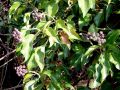 084_01_01bc_Brsljan_navadni_Hedera_helix_2012_12240031.jpg