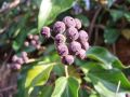 084_01_01bd_Brsljan_navadni_Hedera_helix_2012_12240032.jpg