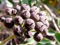 084_01_01be_Brsljan_navadni_Hedera_helix_2012_12240034.jpg