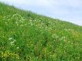 085_07_01aa_Krebuljica_gozdna_2011_05110081.jpg