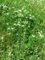 085_07_01ac_Krebuljica_gozdna_2011_05110083.jpg