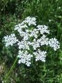 085_07_01ad_Krebuljica_gozdna_2011_05110084.jpg