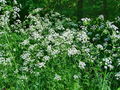 085_07_01ba_Krebuljica_gozdna_Anthriscus_sylvestris_2009_05040048.jpg