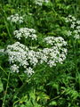 085_07_01bb_Krebuljica_gozdna_Anthriscus_sylvestris_2009_05040008.jpg