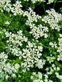 085_07_01bc_Krebuljica_gozdna_Anthriscus_sylvestris_2009_05040009.jpg