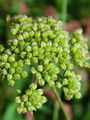 085_23_01be_navadni_stenicnjak_Aethusa_cynapium_subsp_cynapioides_DSC01950.jpg
