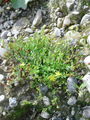087_01_02ba_polegla_krcnica_Hypericum_humifusum_DSC01778.jpg