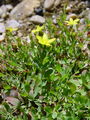 Filename=087_01_02bb_polegla_krcnica_Hypericum_humifusum_DSC01641.jpg
Filesize=245KB
Dimensions=675x900
Date added=Jan 14, 2009 087_01_02bb_polegla_krcnica_Hypericum_humifusum_DSC01641.jpg