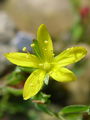 Filename=087_01_02bc_polegla_krcnica_Hypericum_humifusum_DSC01788.jpg
Filesize=123KB
Dimensions=675x900
Date added=Jan 14, 2009 087_01_02bc_polegla_krcnica_Hypericum_humifusum_DSC01788.jpg