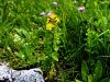 Filename=087_01_05ba_krcnica_pegasta_Hypericum_maculatum_IMG_2922aa.jpg
Filesize=272KB
Dimensions=900x675
Date added=Mar 20, 2019 087_01_05ba_krcnica_pegasta_Hypericum_maculatum_IMG_2922aa.jpg