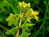 Filename=087_01_05bb_krcnica_pegasta_Hypericum_maculatum_IMG_2924aa.jpg
Filesize=196KB
Dimensions=900x675
Date added=Mar 20, 2019 087_01_05bb_krcnica_pegasta_Hypericum_maculatum_IMG_2924aa.jpg