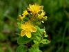 Filename=087_01_05bc_krcnica_pegasta_Hypericum_maculatum_IMG_2923aa.jpg
Filesize=168KB
Dimensions=900x675
Date added=Mar 20, 2019 087_01_05bc_krcnica_pegasta_Hypericum_maculatum_IMG_2923aa.jpg