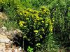Filename=087_01_06bb_krcnica_krilata_Hypericum_tetrapterum_IMG_4973a.jpg
Filesize=550KB
Dimensions=900x675
Date added=Aug 12, 2020 087_01_06bb_krcnica_krilata_Hypericum_tetrapterum_IMG_4973a.jpg