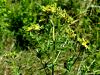 Filename=087_01_06bc_krcnica_krilata_Hypericum_tetrapterum_IMG_4975a.jpg
Filesize=269KB
Dimensions=900x675
Date added=Aug 12, 2020 087_01_06bc_krcnica_krilata_Hypericum_tetrapterum_IMG_4975a.jpg