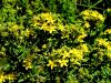 Filename=087_01_06bd_krcnica_krilata_Hypericum_tetrapterum_IMG_4974a.jpg
Filesize=348KB
Dimensions=900x675
Date added=Aug 12, 2020 087_01_06bd_krcnica_krilata_Hypericum_tetrapterum_IMG_4974a.jpg