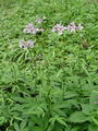 093_15_09ba_brsticna_konopnica_Cardamine_bulbifera_DSC09588.jpg