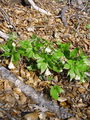 093_15_12ba_deveterolistna_konopnica_Cardamine_enneaphyllos.jpg