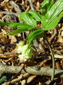 093_15_12bb_deveterolistna_konopnica_Cardamine_enneaphyllos.jpg