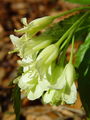 093_15_12bc_deveterolistna_konopnica_Cardamine_enneaphyllos.jpg