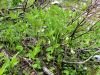 Filename=093_15_12ca_konopnica_deveterolistna_Cardamine_eneaphyllosIMG_7015a.jpg
Filesize=375KB
Dimensions=900x675
Date added=Jul 27, 2018 093_15_12ca_konopnica_deveterolistna_Cardamine_eneaphyllosIMG_7015a.jpg