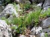 Filename=093_17_05ca_repnjak_puscicasti_Arabis_sagittata_IMG_6084a.jpg
Filesize=431KB
Dimensions=900x675
Date added=Jun 16, 2018 093_17_05ca_repnjak_puscicasti_Arabis_sagittata_IMG_6084a.jpg