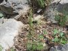Filename=093_17_05cb_repnjak_puscicasti_Arabis_sagittata_IMG_6082a.jpg
Filesize=408KB
Dimensions=900x675
Date added=Jun 16, 2018 093_17_05cb_repnjak_puscicasti_Arabis_sagittata_IMG_6082a.jpg