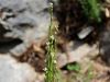 Filename=093_17_05cc_repnjak_puscicasti_Arabis_sagittata_IMG_6083a.jpg
Filesize=162KB
Dimensions=900x675
Date added=Jun 16, 2018 093_17_05cc_repnjak_puscicasti_Arabis_sagittata_IMG_6083a.jpg