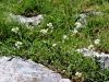Filename=093_17_08ca_repnjak_bohinski_Arabia_vochinensis_IMG_1672a.jpg
Filesize=339KB
Dimensions=900x675
Date added=Oct 03, 2019 093_17_08ca_repnjak_bohinski_Arabia_vochinensis_IMG_1672a.jpg
