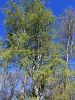 096_01_01aa_Topol_beli_Populus_alba_IMG_3520a.jpg