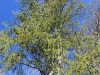 096_01_01ab_Topol_beli_Populus_alba_IMG_3517a.jpg