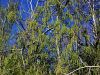 096_01_01ac_Topol_beli_Populus_alba_IMG_3516a.jpg