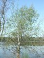 096_01_01ba_Topol_beli_Populus_alba_2009_04090011.jpg