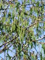 096_01_01bb_Topol_beli_Populus_alba_2009_04090012.jpg