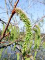 096_01_01bc_Topol_beli_Populus_alba_2009_04090013.jpg