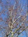 096_01_03bmaTopol_crni_Populus_nigra_DSC09046.jpg