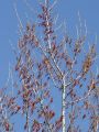 096_01_03bmb_Topol_crni_Populus_nigra.jpg